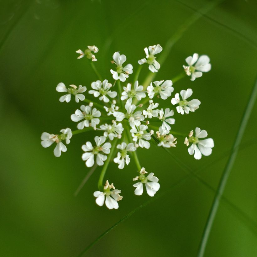 Berula erecta - Kleine watereppe (Flowering)
