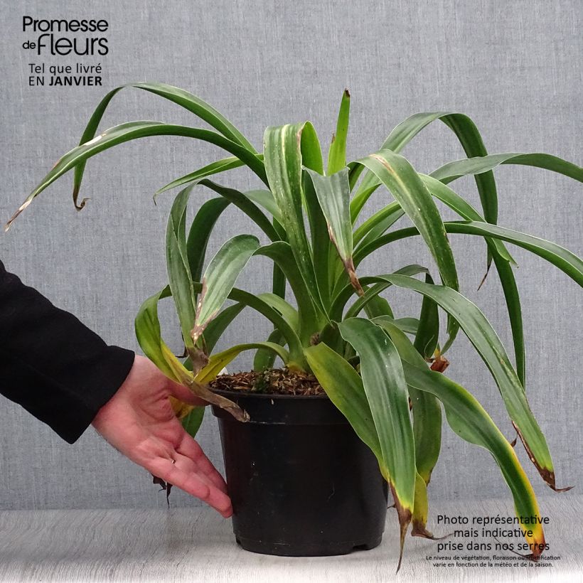 Example of Beschorneria septentrionalis - Lis du Mexique Pot van 2 l/3 l as you get in hiver