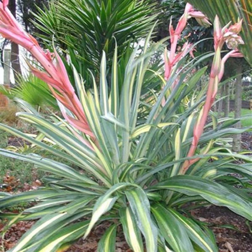 Beschorneria yuccoides Flamingo Glow - Mexicaanse lelie (Plant habit)