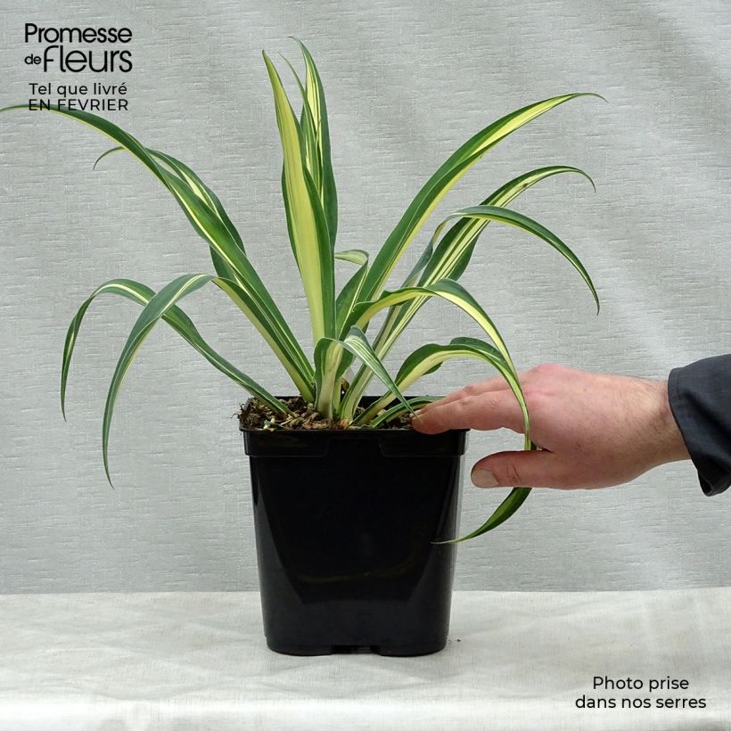 Example of Beschorneria yuccoides Flamingo Glow - Mexicaanse lelie Pot van 3 l/4 l as you get in hiver