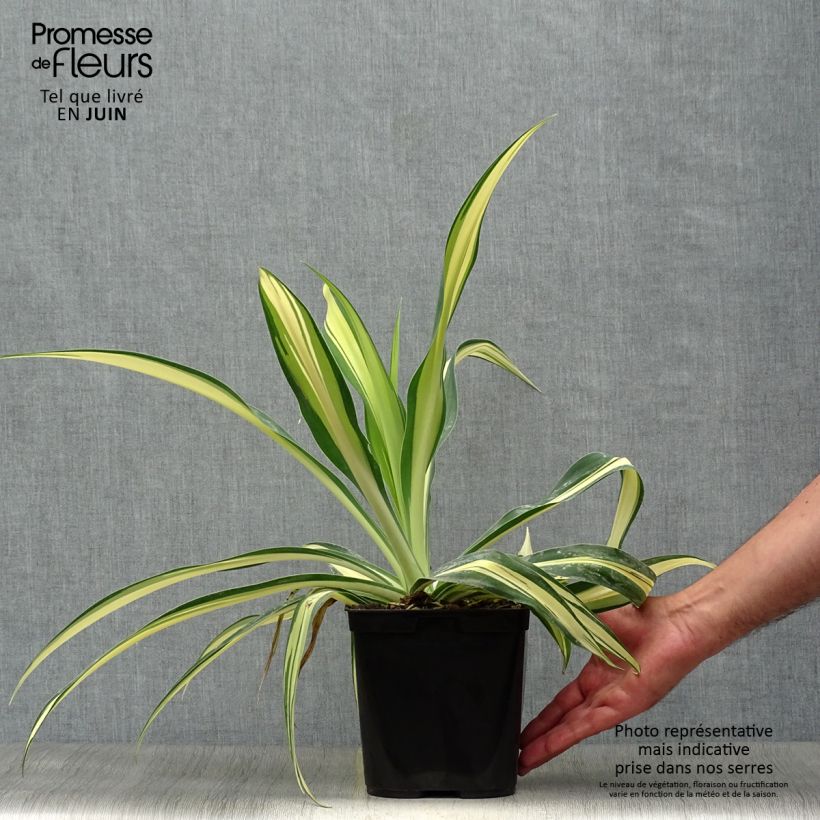 Exemplaar van Beschorneria yuccoides Flamingo Glow - Mexicaanse lelie Pot van 3 l/4 l zoals geleverd in de zomer