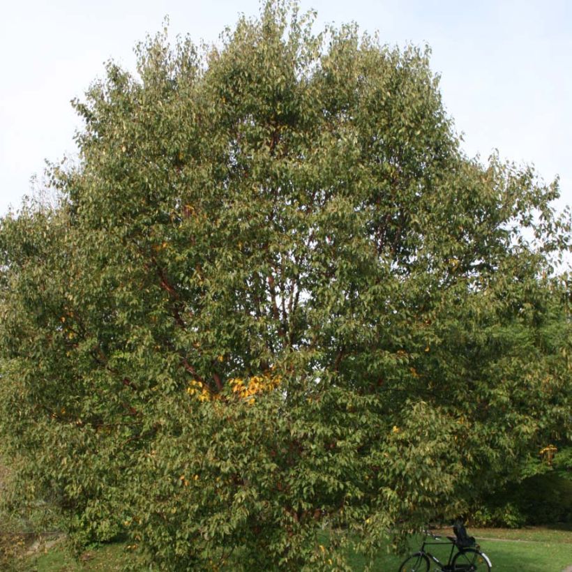 Betula albosinensis Blason - Chinese berk (Foliage)