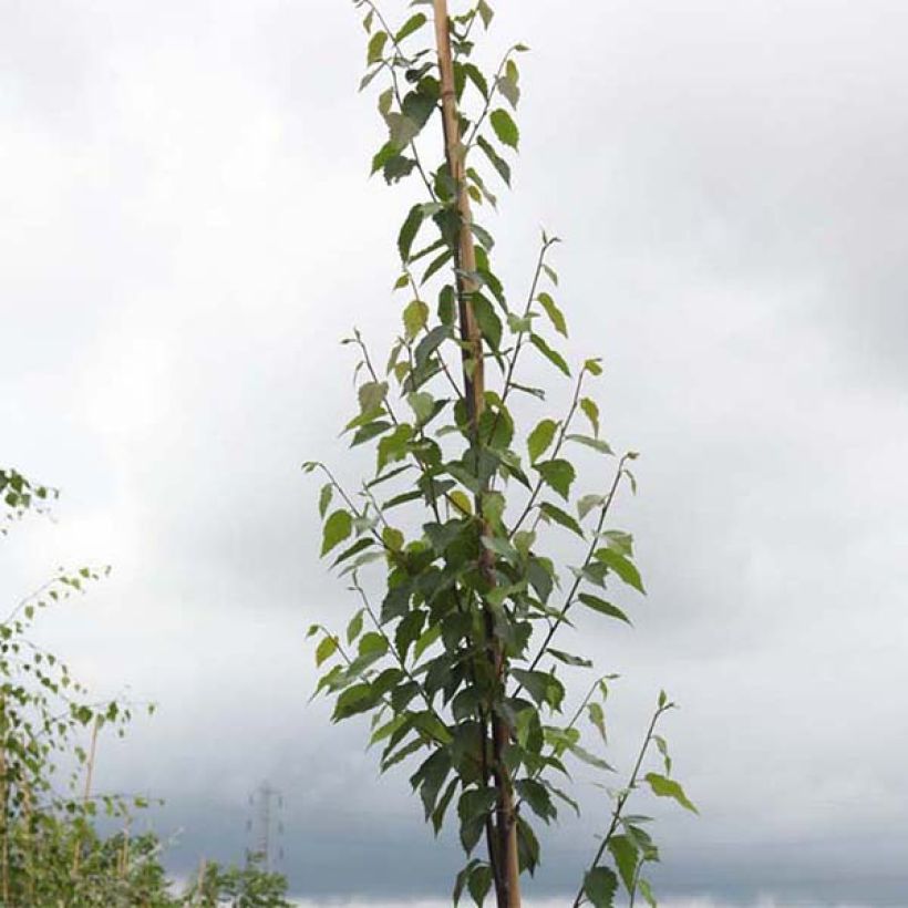 Betula albosinensis Fascination - Chinese berk (Foliage)