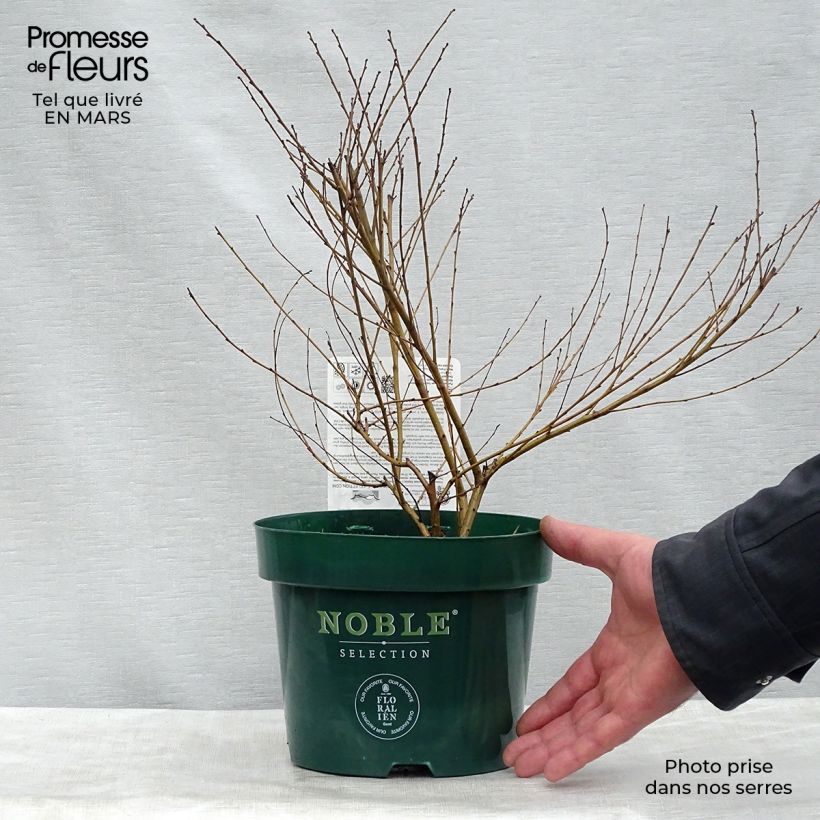 Exemplaar van Betula nana Golden Treasure - Dwergberk Pot van 3 l/4 l zoals geleverd in de lente