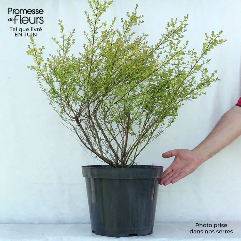 Exemplaar van Betula nana Golden Treasure - Dwergberk Pot van 7,5 l/10 l zoals geleverd in de zomer