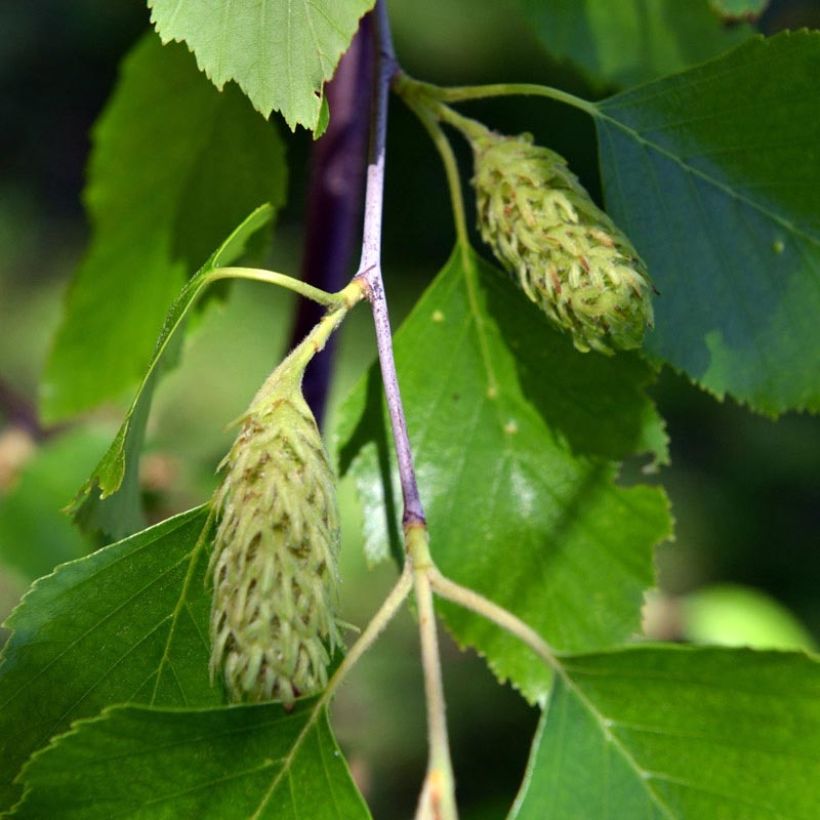 Betula nigra - Zwarte berk (Flowering)