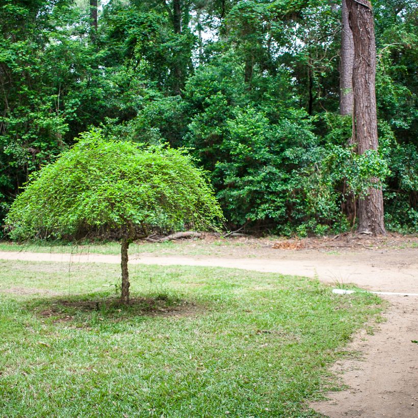 Betula nigra Summer Cascade - Zwarte berk (Plant habit)