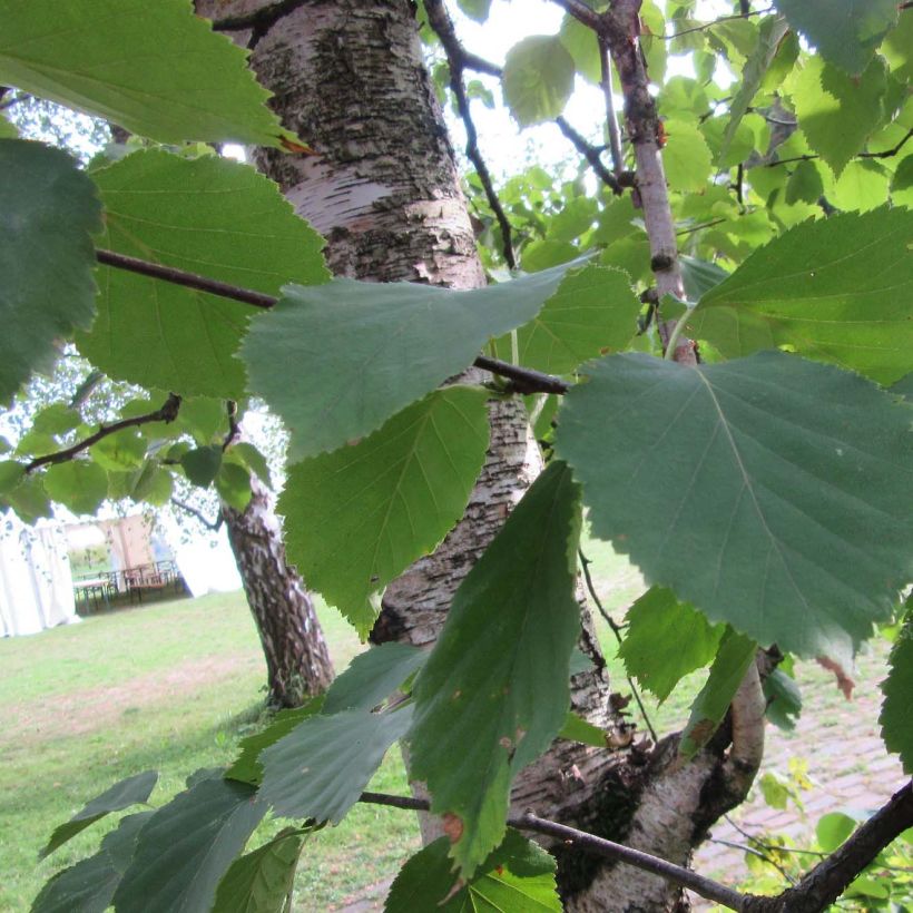 Betula papyrifera - Himalayaberk (Foliage)