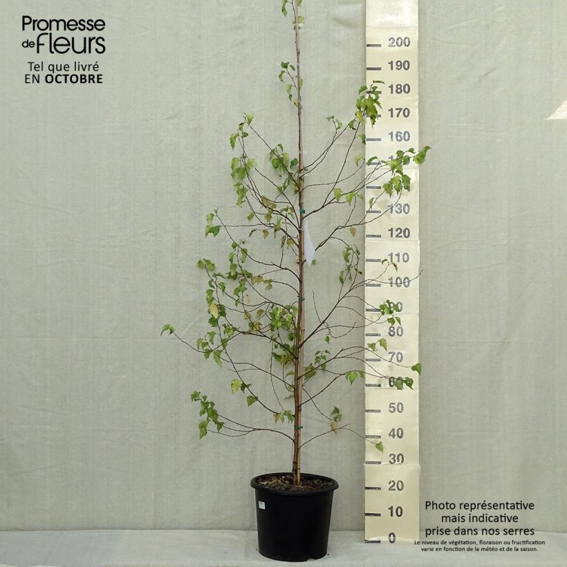 Exemplaar van Betula pendula Golden Cloud - Ruwe berk Pot van 12 l/15 l, Kroonhoogte zoals geleverd in de herfst