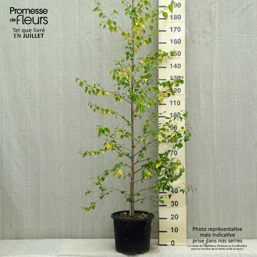 Exemplaar van Betula pendula Golden Cloud - Ruwe berk Pot van 12 l/15 l, Kroonhoogte zoals geleverd in de zomer