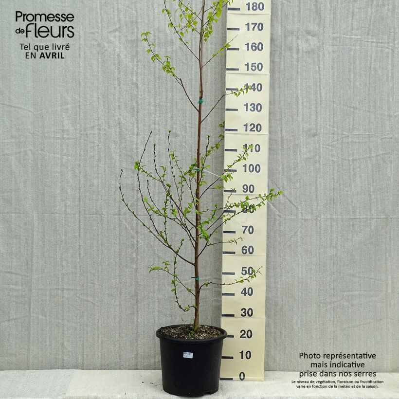 Example of Betula pendula Golden Cloud - Bouleau blanc Pot van 12 l/15 l as you get in printemps