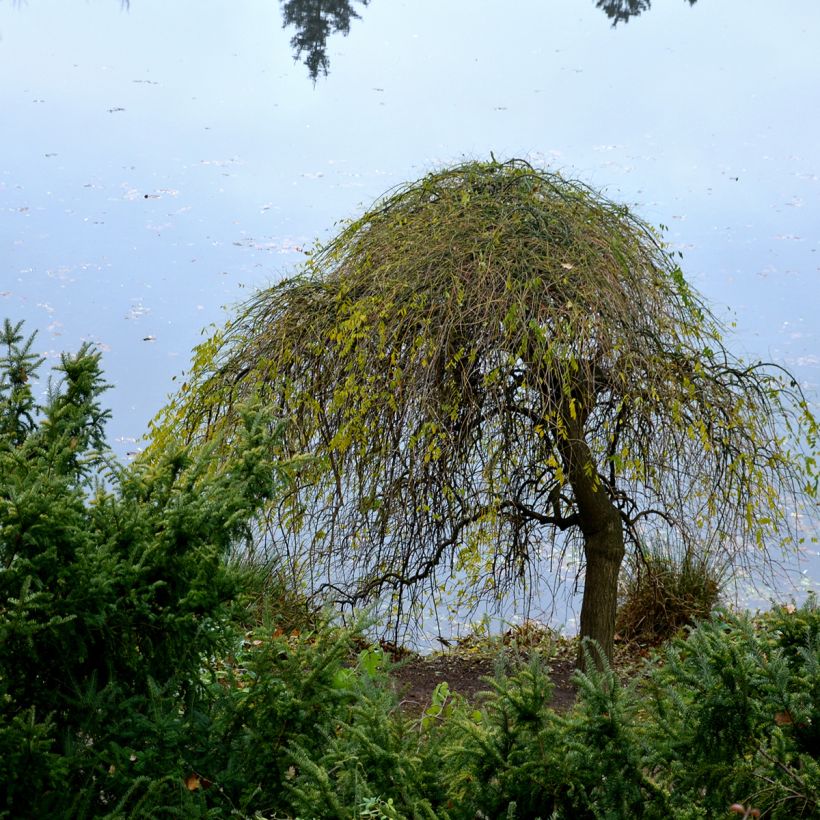 Betula pendula Magical Globe - Ruwe berk (Plant habit)