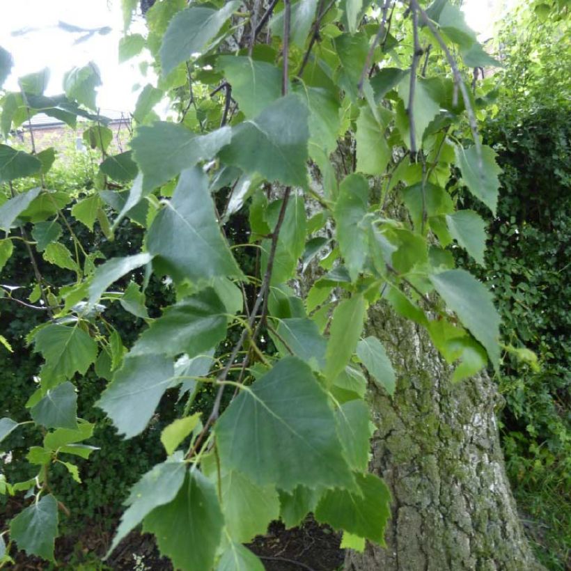Betula pendula Tristis - Ruwe berk (Foliage)