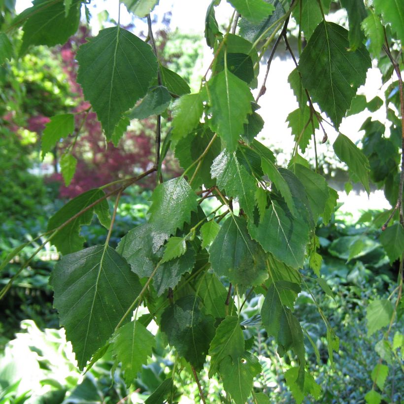 Betula pendula Youngii - Ruwe berk (Foliage)