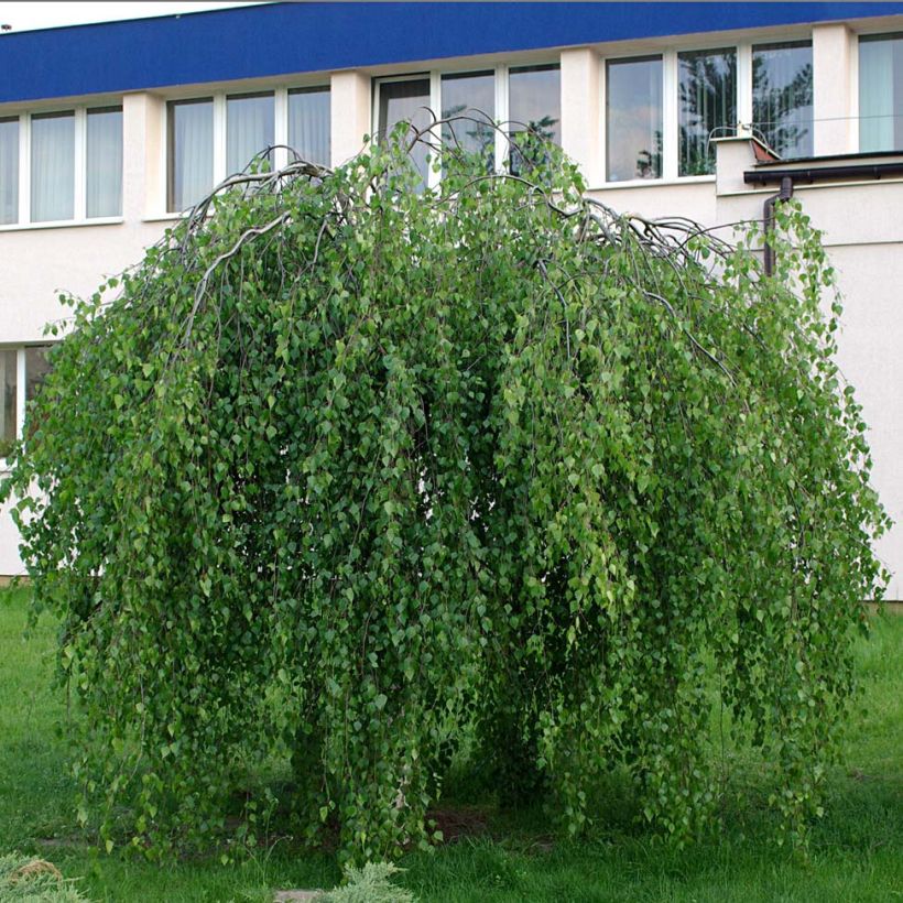 Betula pendula Youngii - Ruwe berk (Plant habit)