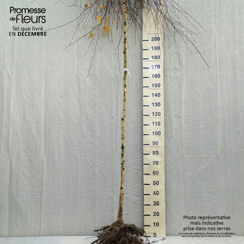 Example of Bouleau pleureur Youngii - Betula pendula Naakte wortel as you get in hiver