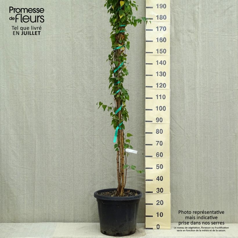 Exemplaar van Betula pendula - Ruwe berk Pot van 18 l/20 l zoals geleverd in de zomer