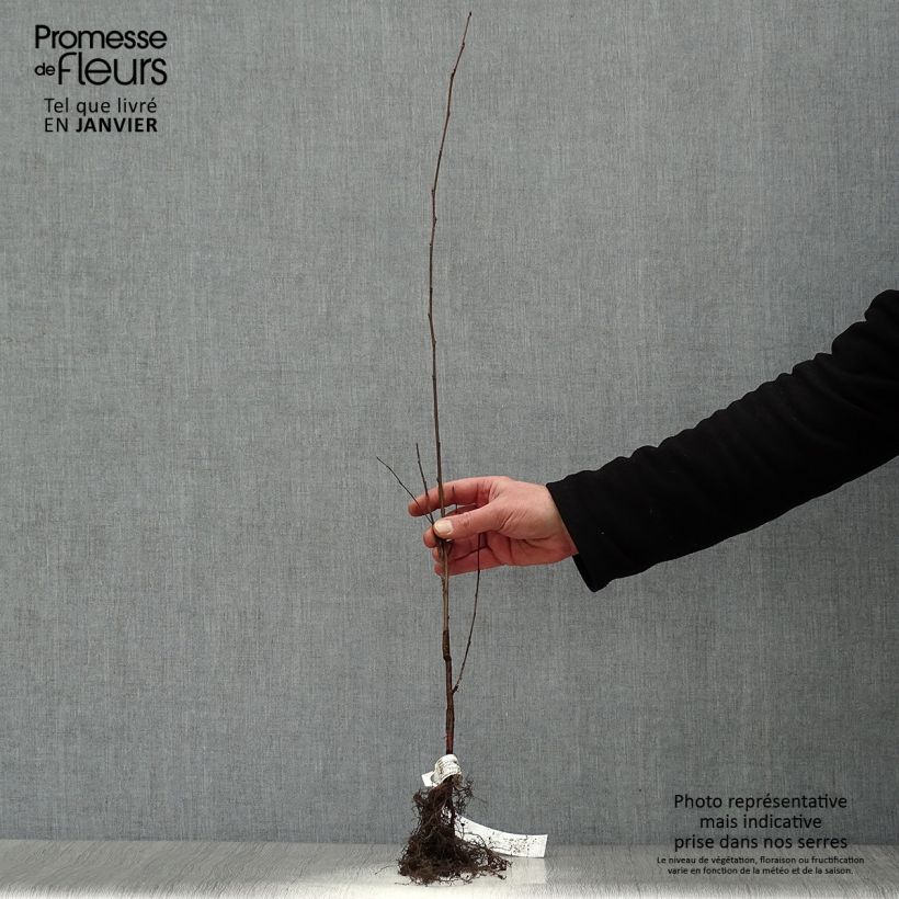 Example of Betula pendula - Ruwe berk Naakte wortel as you get in hiver