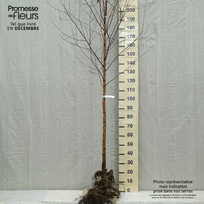 Example of Betula pendula - Ruwe berk Naakte wortel as you get in hiver