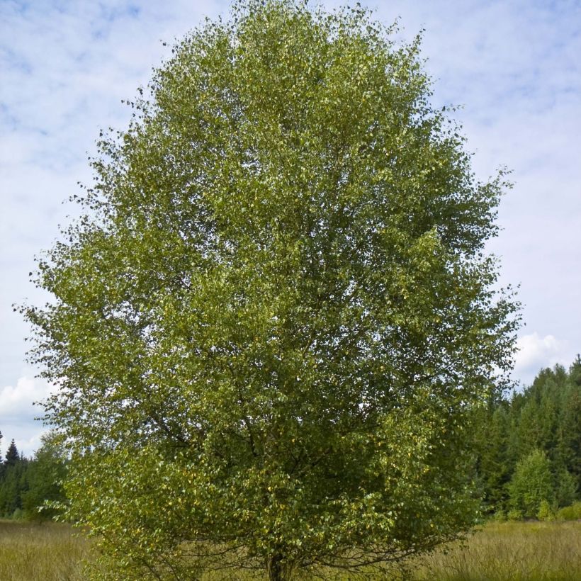 Betula pubescens - Ruwe berk (Groeiplaats)
