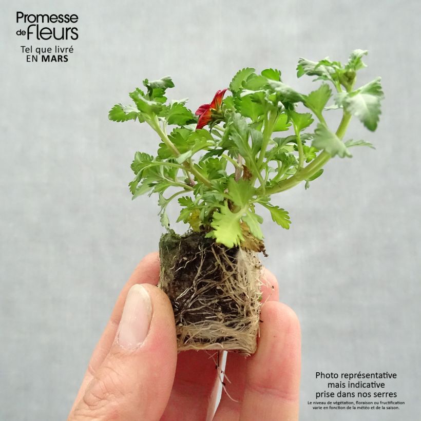 Example of Bidens Beedance Painted Red Mini-mot Ø 3/4 cm as you get in printemps