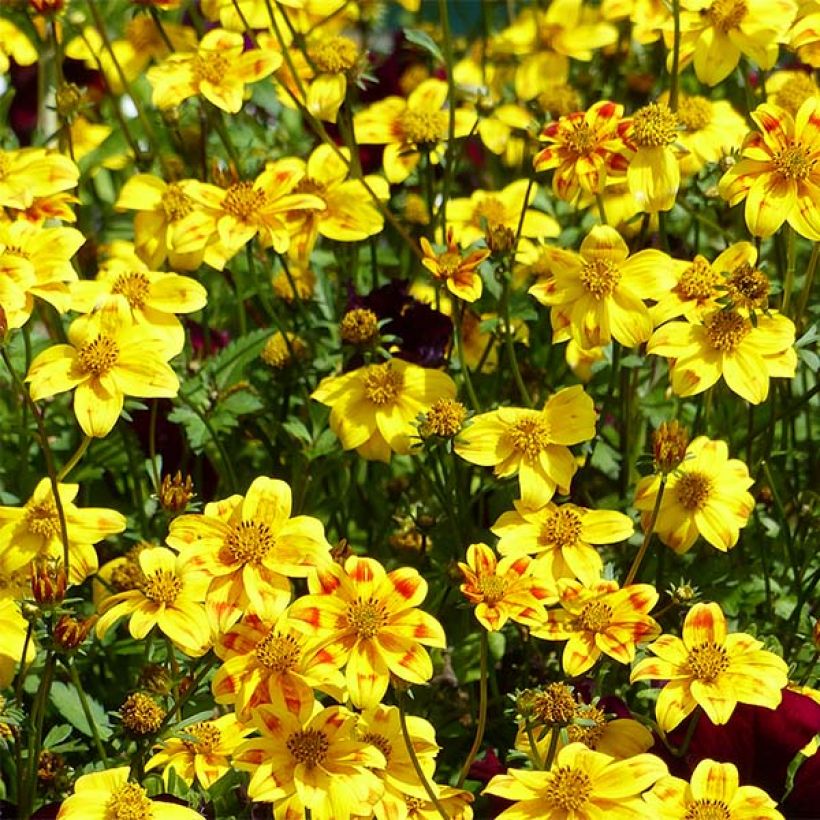 Bidens Beedance Painted Yellow - Tandzaad (Flowering)