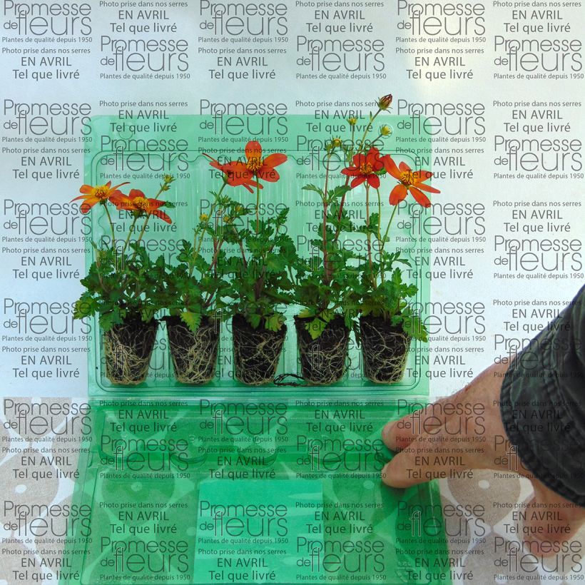 Example of Bidens Campfire Fireburst Mini-mot Ø 3/4 cm as you get