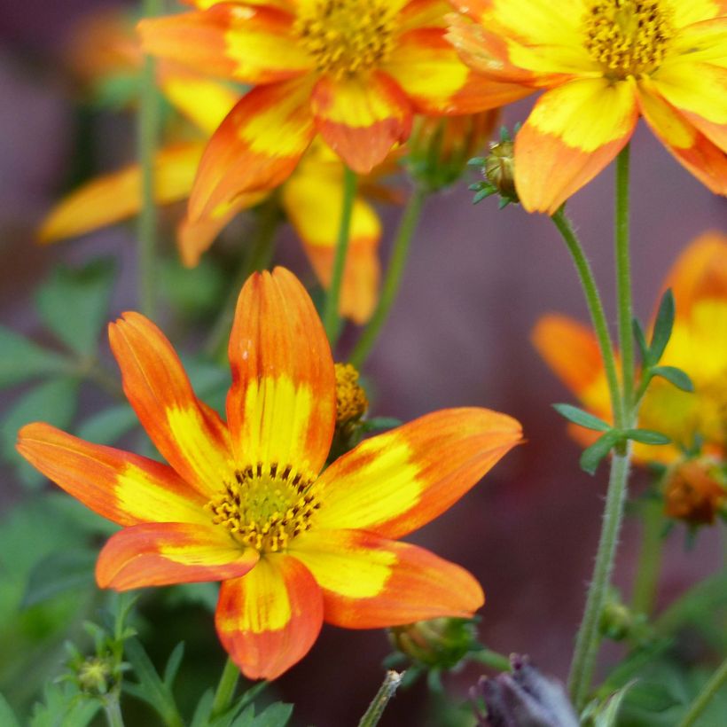 Bidens Campfire Funny Honey - Tandzaad (Flowering)