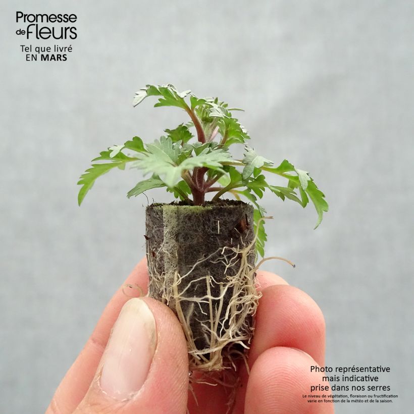 Example of Bidens Campfire Funny Honey Mini-mot Ø 1,5/2,5 cm as you get in printemps