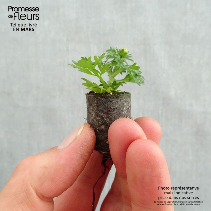 Example of Bidens Lemon Moon Mini-mot Ø 1,5/2,5 cm as you get in printemps