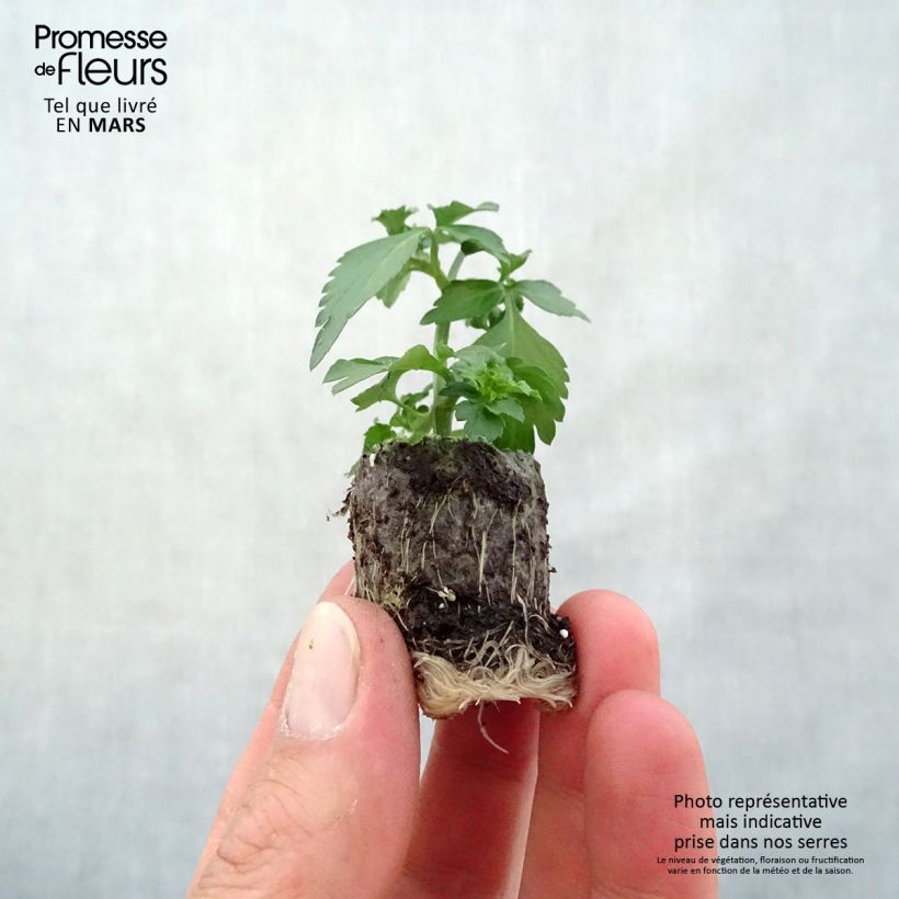 Exemplaar van Bidens Pirates Pearl - Tandzaad Mini-mot Ø 3/4 cm zoals geleverd in de lente