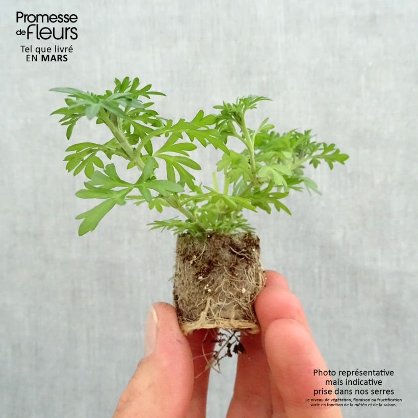 Exemplaar van Bidens Yellow Charm - Gele bidens Mini-mot Ø 3/4 cm zoals geleverd in de lente