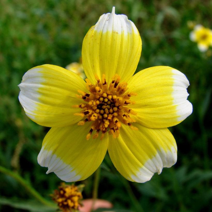 Bidens Hannays Lemon Drop - Tandzaad (Bloei)
