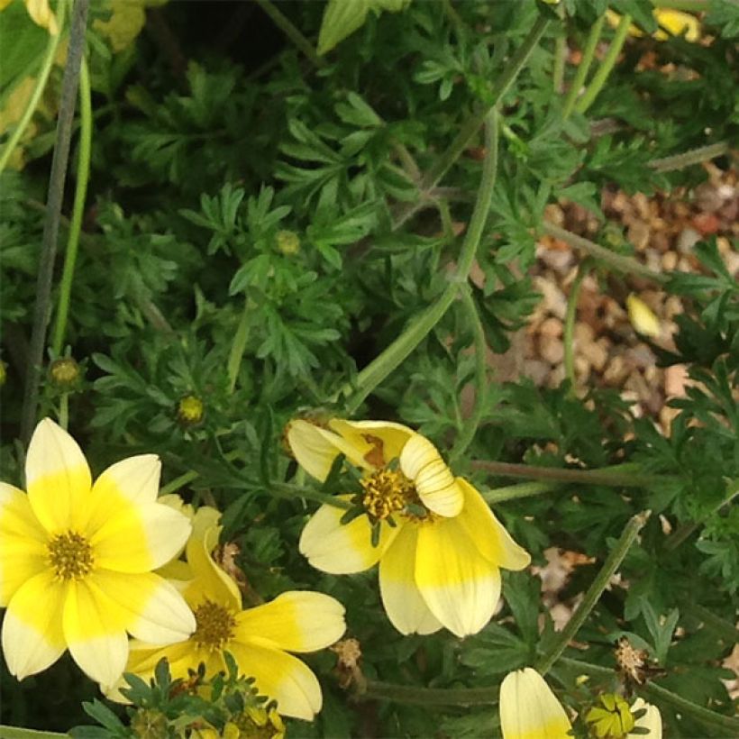 Bidens Lemon Moon - Tandzaad (Foliage)