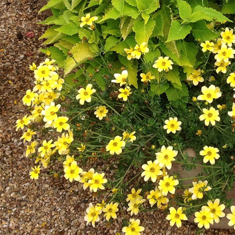 Bidens Lemon Moon - Tandzaad (Plant habit)