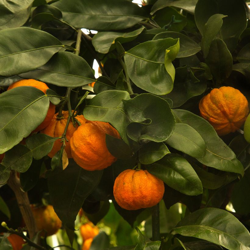 Citrus aurantium Bouquet de Fleur (Oogst)