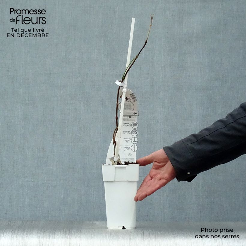 Example of Bignone - Campsis tagliabuana Summer Jazz Fire Pot van 2 l/3 l as you get in hiver