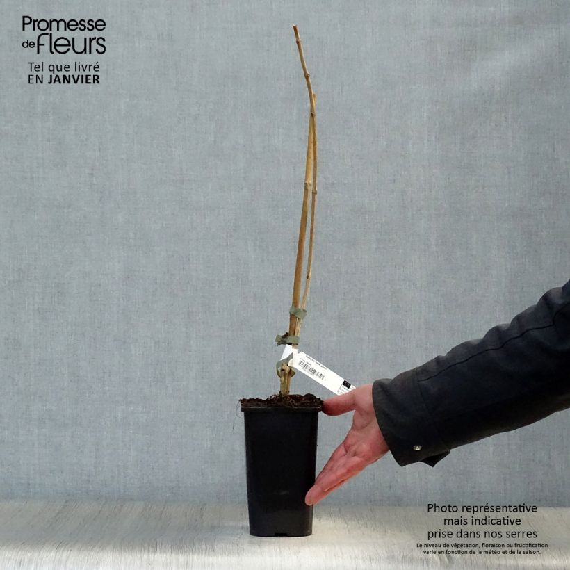 Example of Bignone - Campsis tagliabuana Madame Galen Pot van 1 l/1,5 l as you get in hiver