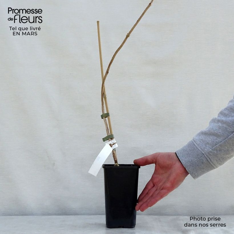 Exemplaar van Campsis tagliabuana Madame Galen - Trompetklimmer Pot van 1 l/1,5 l zoals geleverd in de lente