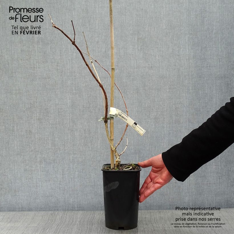 Example of Bignone - Campsis tagliabuana Madame Galen Pot van 2 l/3 l as you get in hiver