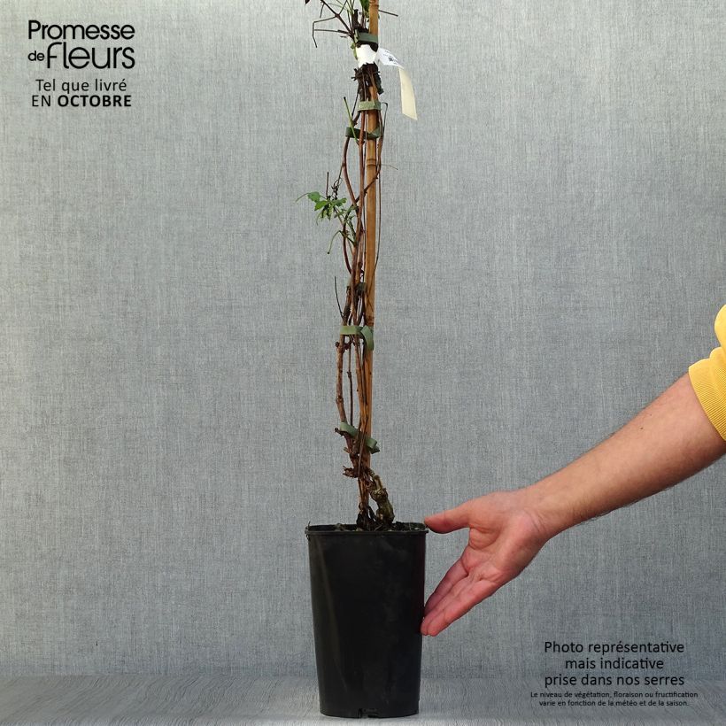 Exemplaar van Campsis tagliabuana Summer Jazz Fire - Trompetklimmer Pot van 2 l/3 l zoals geleverd in de herfst