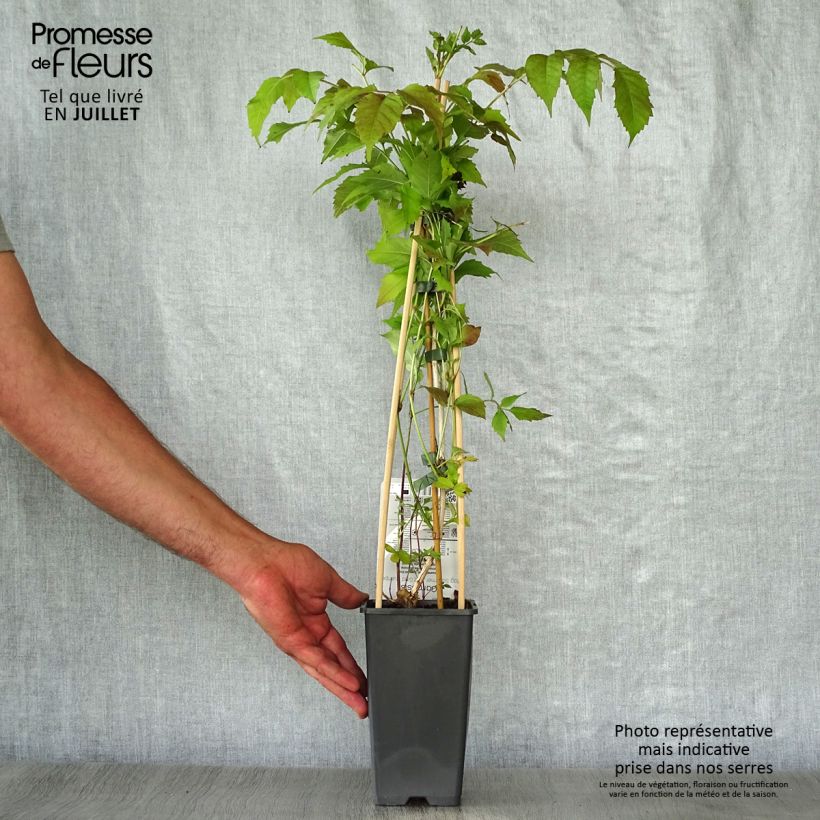 Exemplaar van Campsis tagliabuana Summer Jazz Gold - Trompetklimmer Pot van 2 l/3 l zoals geleverd in de zomer