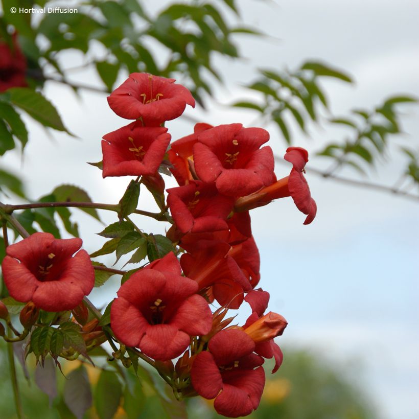 Campsis tagliabuana Ebony & Red - Trompetklimmer (Bloei)