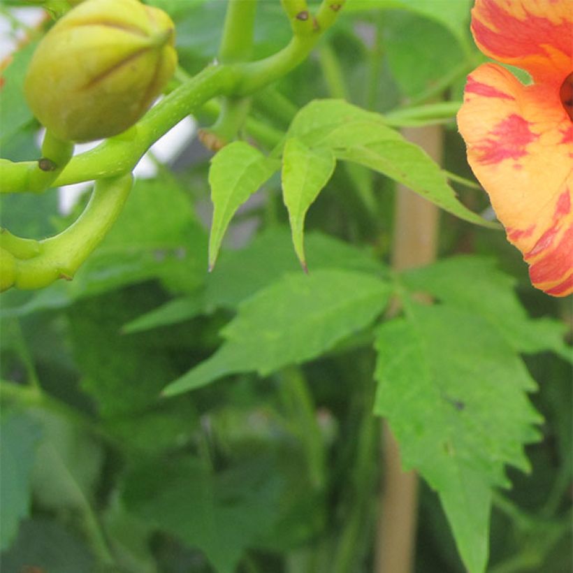 Campsis tagliabuana Orangeade - Trompetklimmer (Foliage)