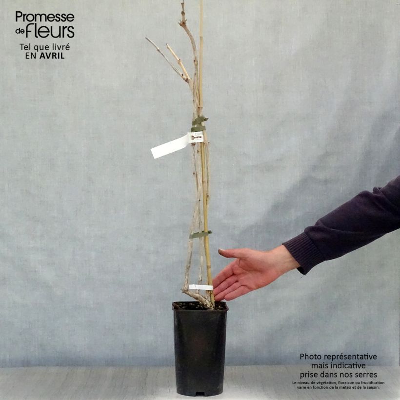 Exemplaar van Campsis radicans Atropurpurea - Trompetklimmer Pot van 2 l/3 l zoals geleverd in de lente