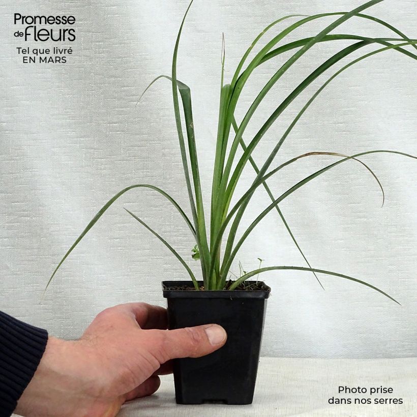 Exemplaar van Billbergia nutans - Vriendschapsplant Kweekpotje van 7/8 cm zoals geleverd in de lente