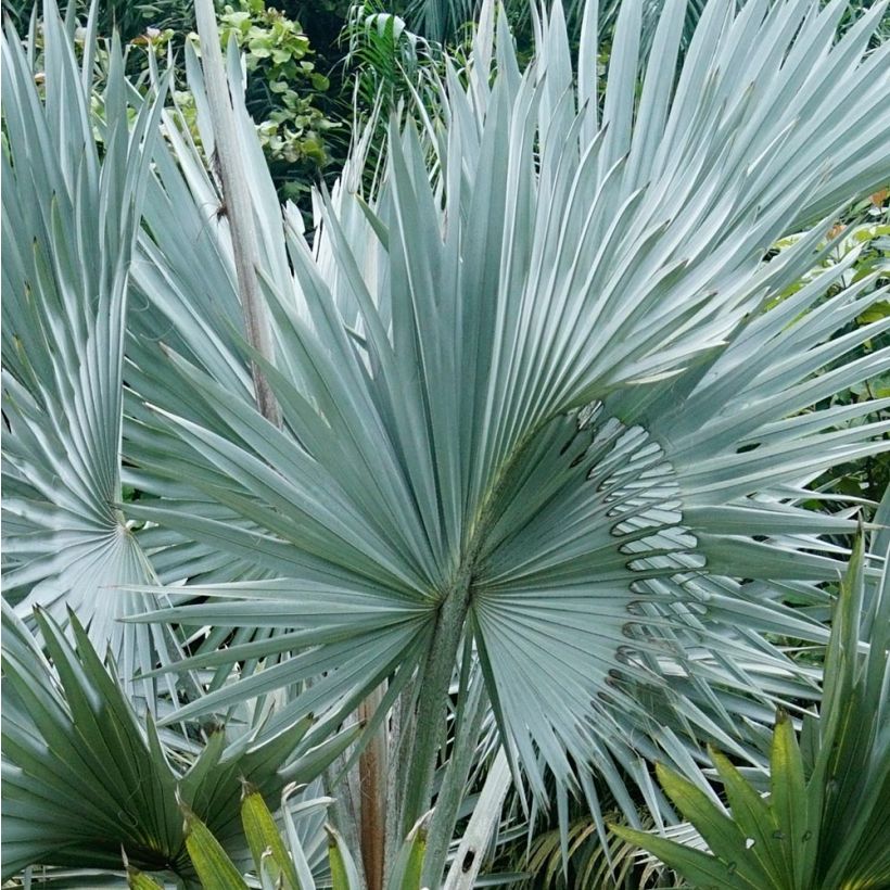 Bismarckia nobilis - Bismarckpalm (Foliage)