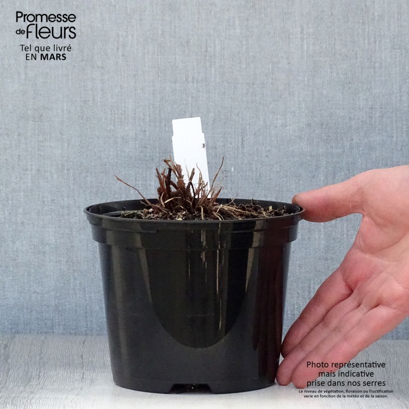 Exemplaar van Blechnum brasiliense Volcano - Braziliaanse boomvaren Pot van 2 l/3 l zoals geleverd in de lente