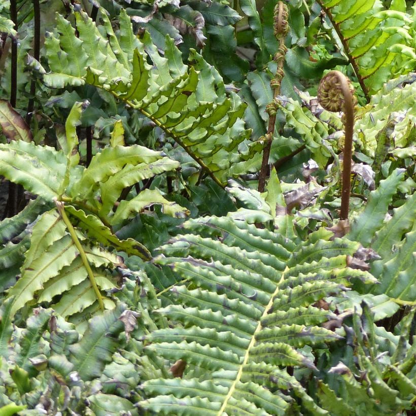 Blechnum chilense - Chileense harde varen (Blad)