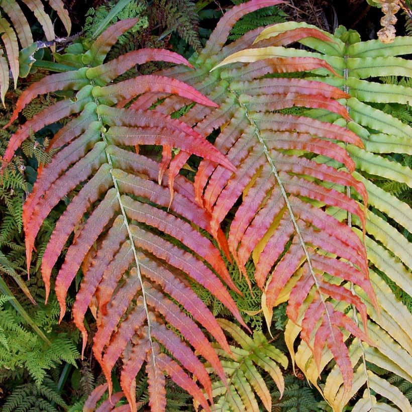 Blechnum novae-zelandiae - Dubbelloof (Foliage)